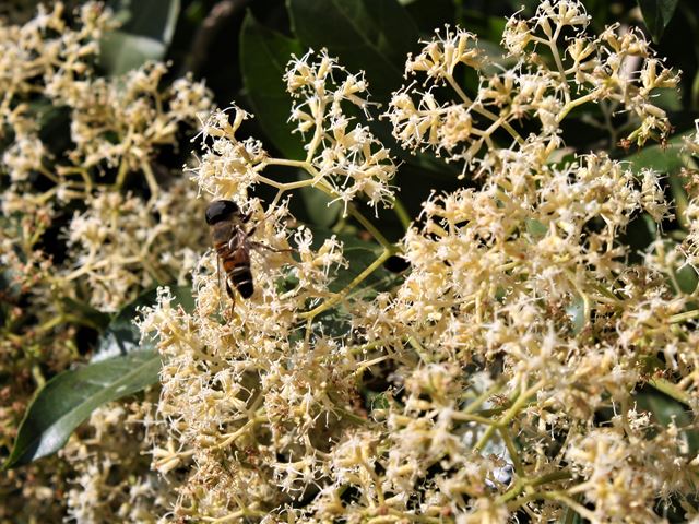 Nuxia floribunda with bee fly pollinator